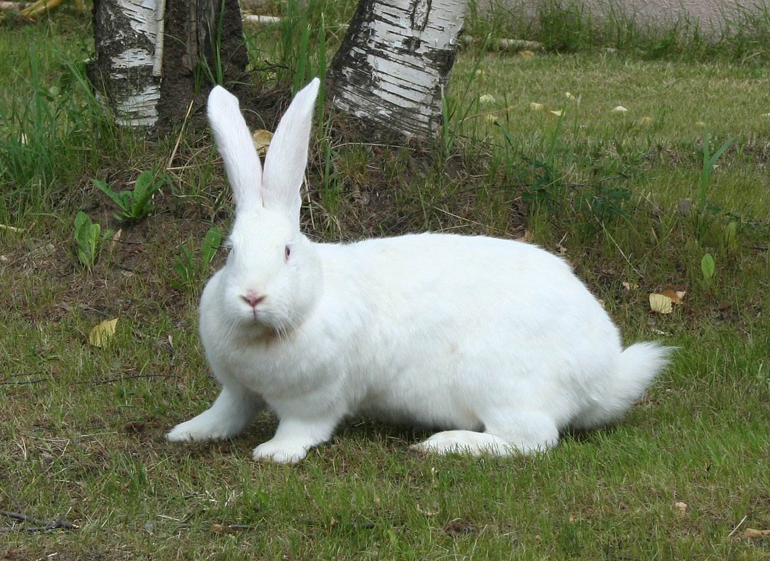 Белый великан. всё о кроликах: разведение, содержание, уход. практическое руководство