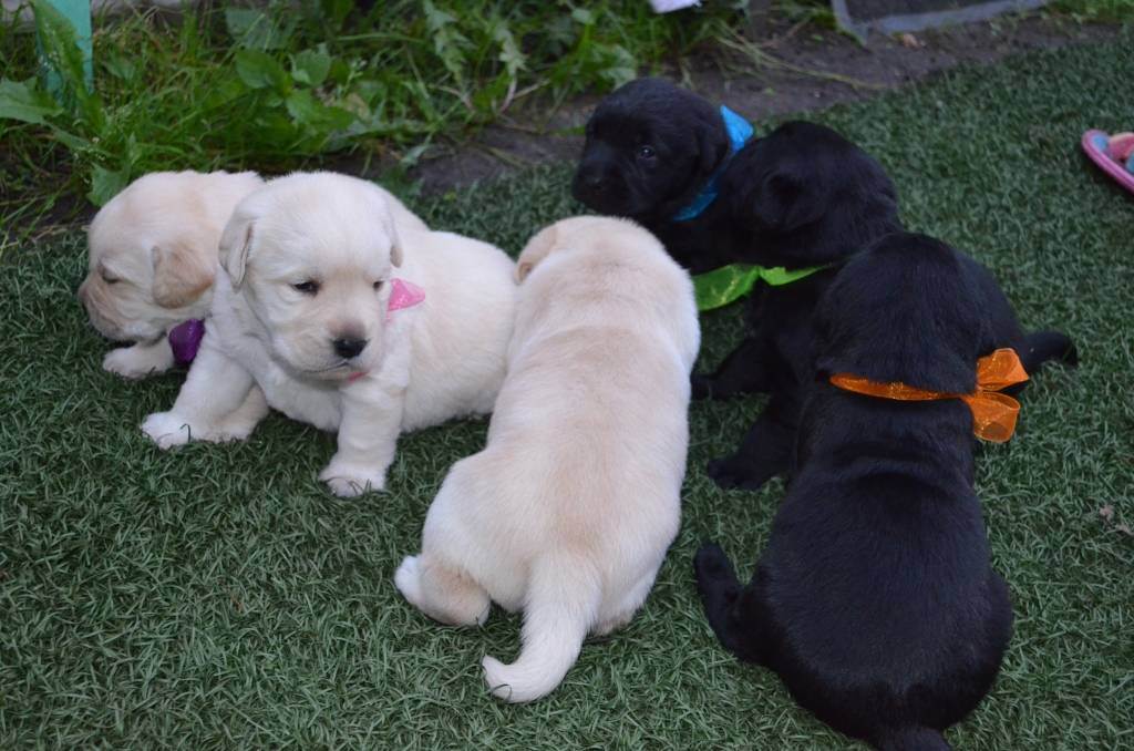 Клички для лабрадора мальчика и девочки: сотня имен для собаки, а также идеи как назвать породы черного, белого и палевого цветов – про собак от а до я на glamour-dog.ru