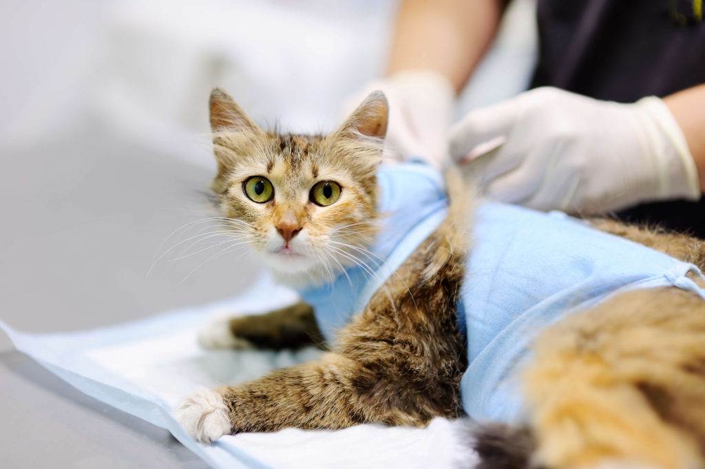 Кастрация кота: когда и зачем проводить операцию, плюсы и минусы, как проходит кастрация кота, послеоперационный уход и питание