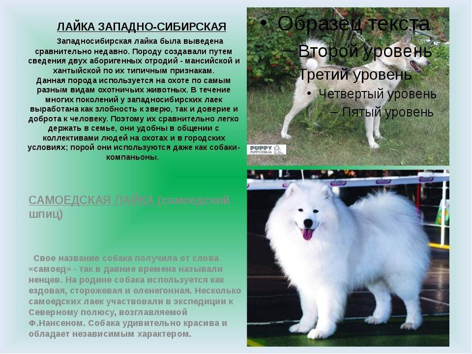Откуда произошло название самоедских собак: характеристика породы