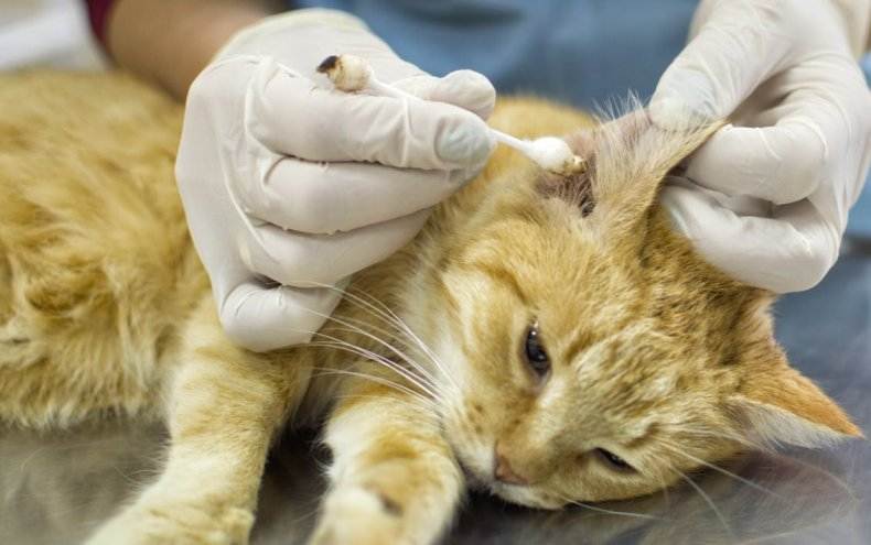 Отит у кошек: лечение, симптомы – от ветеринара