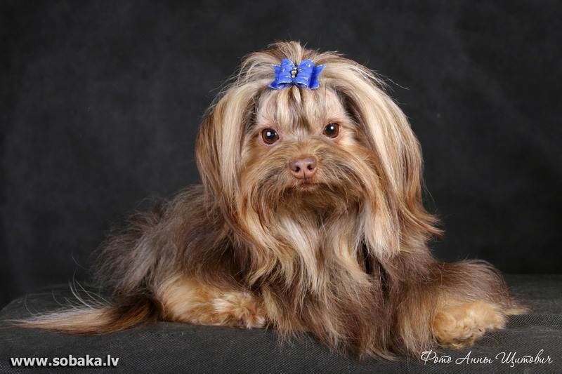 Русская цветная болонка — собака с ангельским характером