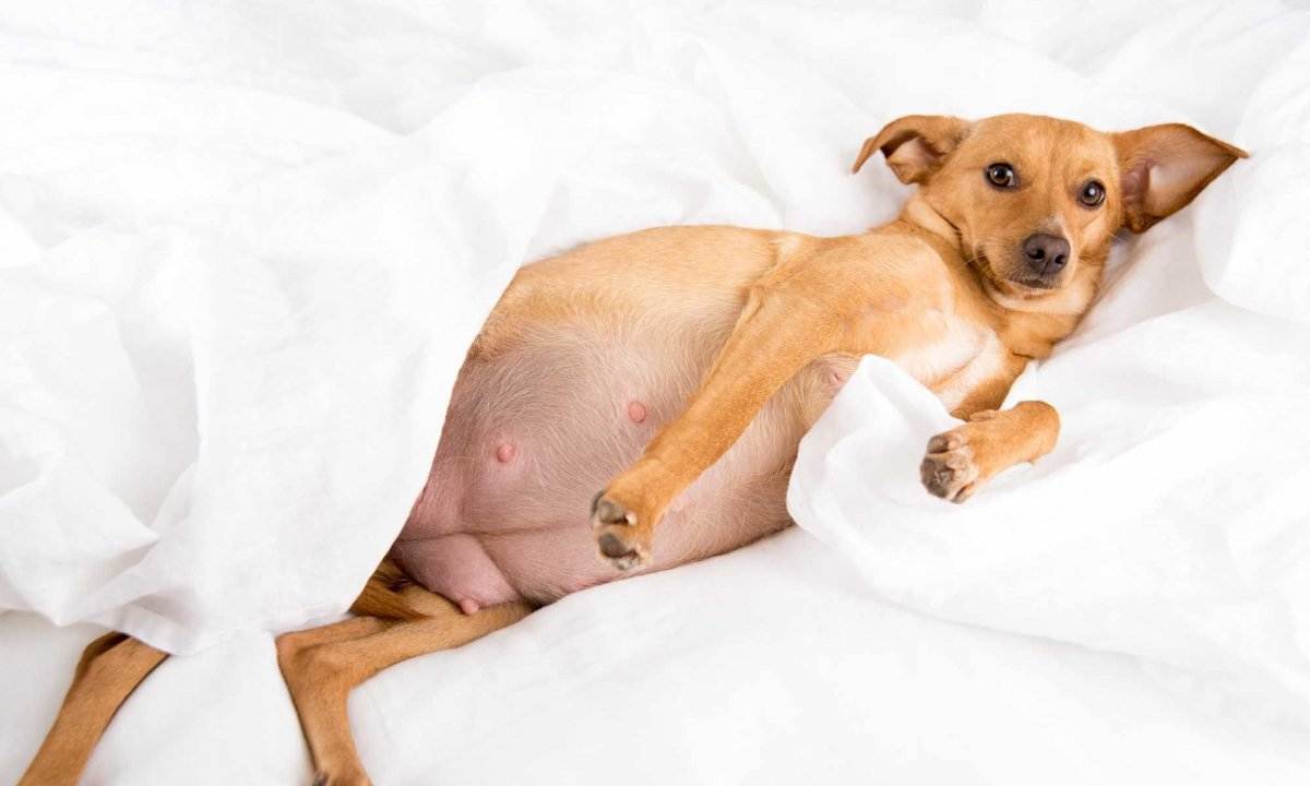 Ложная беременность у собак: что это, лечение, диагностика