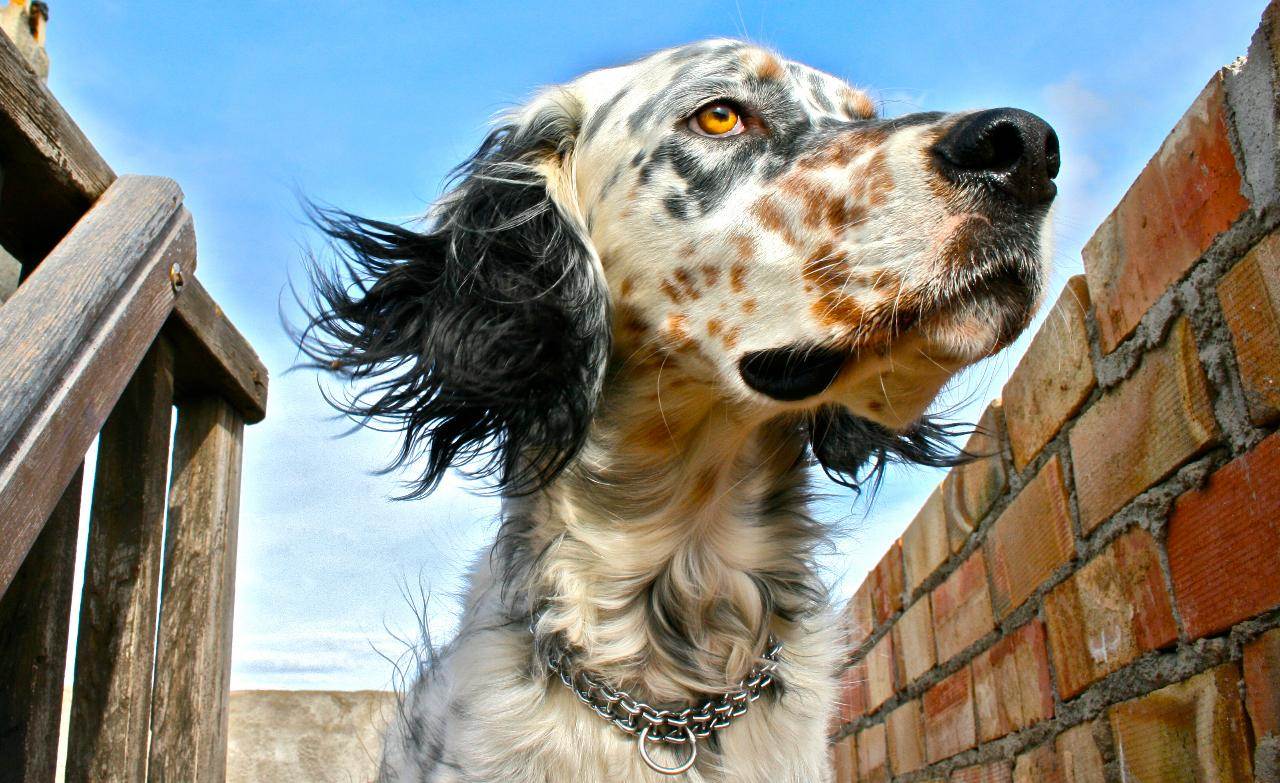 Английский сеттер: описание породы и характера, фото | все о собаках