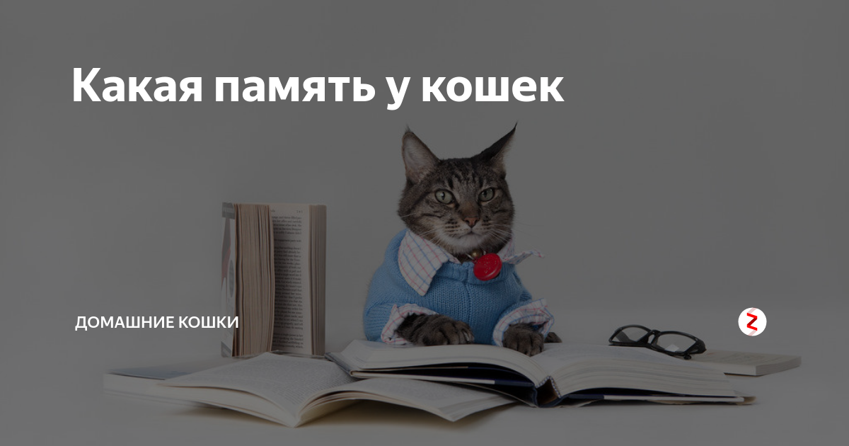 Какая память у котов? — обсуждение в группе "кошки" | птичка.ру