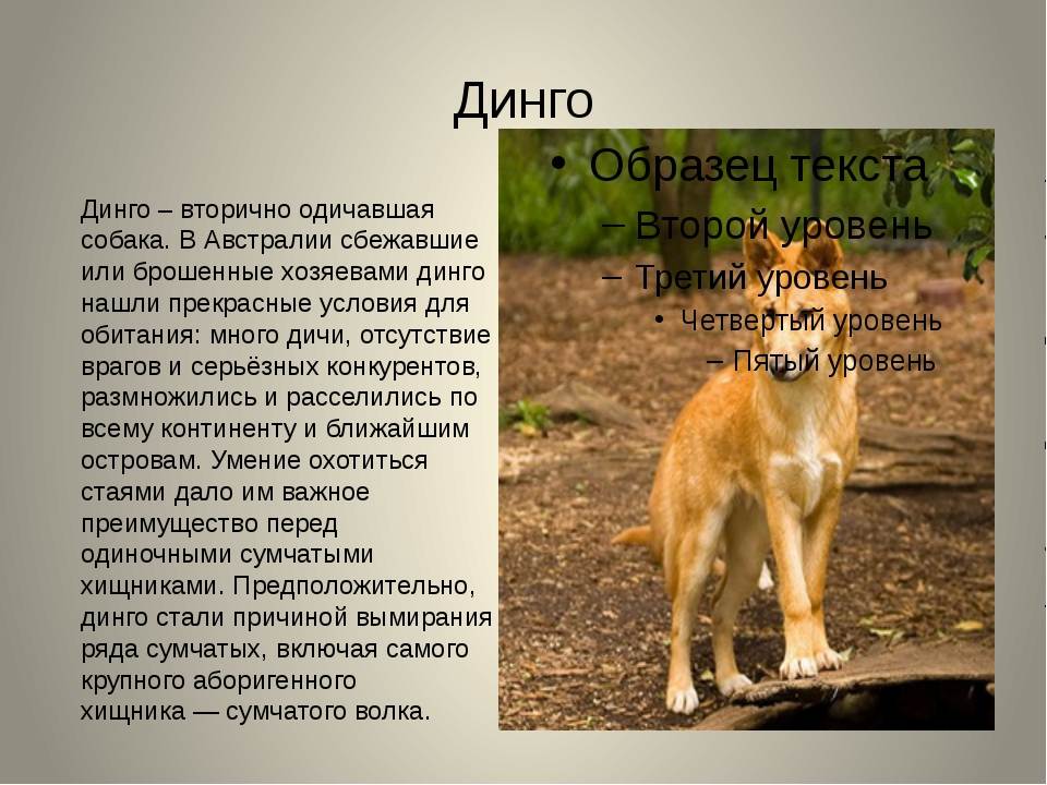 Собака динго. образ жизни и среда обитания собаки динго