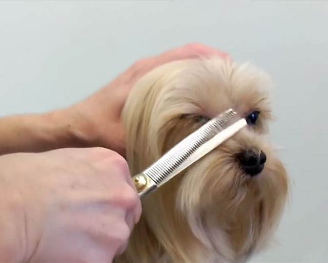 Как правильно подстричь собаку в домашних условиях ножницами или машинкой и каким правилам следует придерживаться