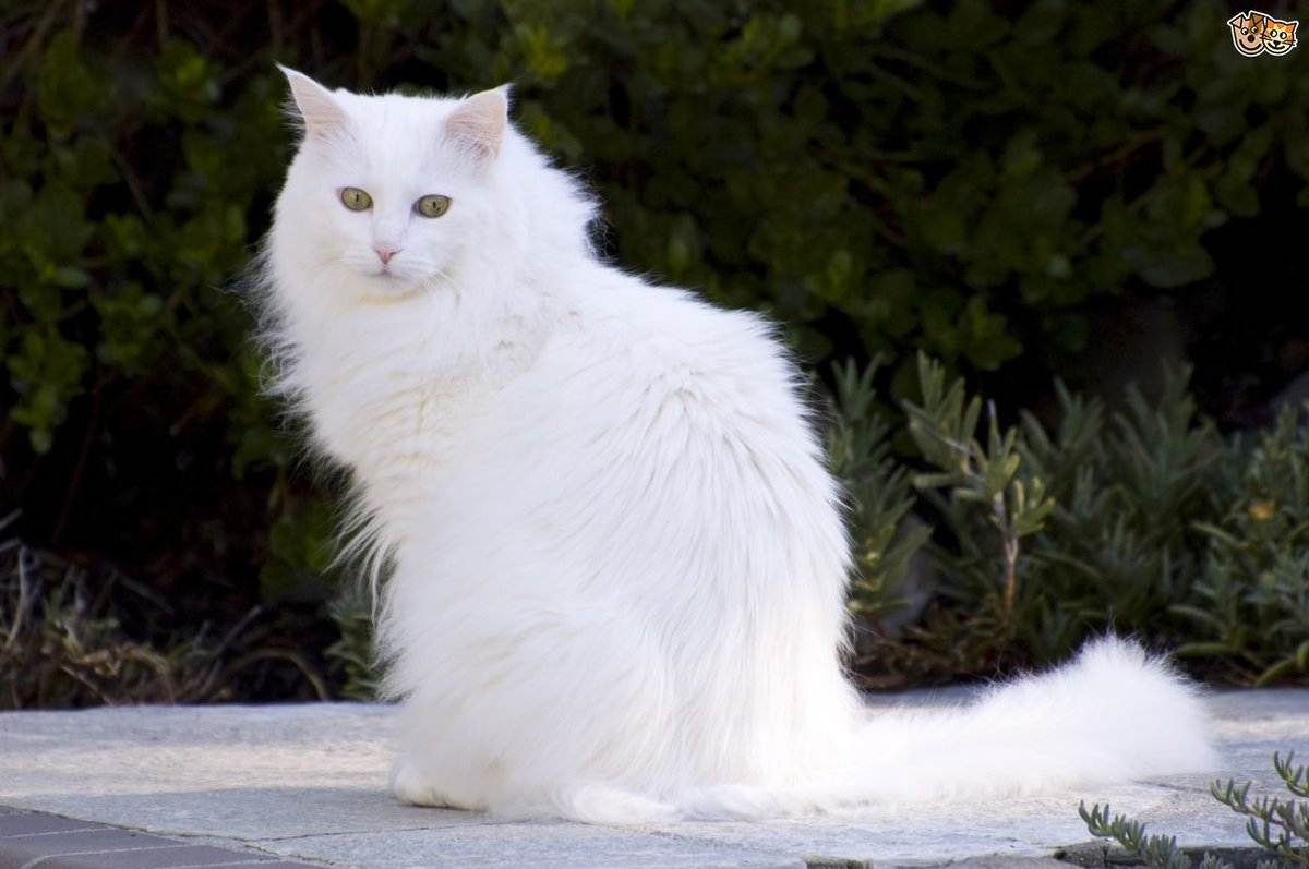 Турецкая ангора (ангорская кошка)