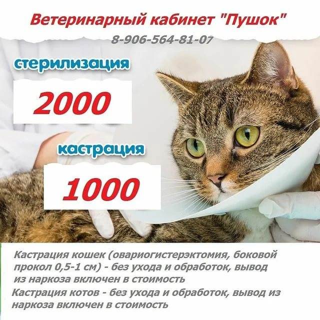 Памятка перед кастрацией и стерилизацией кота/кошки | блог на vetspravka.ru