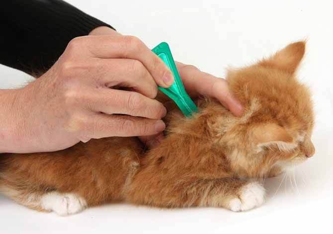 Лечим расчесы у кошек: быстро, эффективно, правильно | ваши питомцы