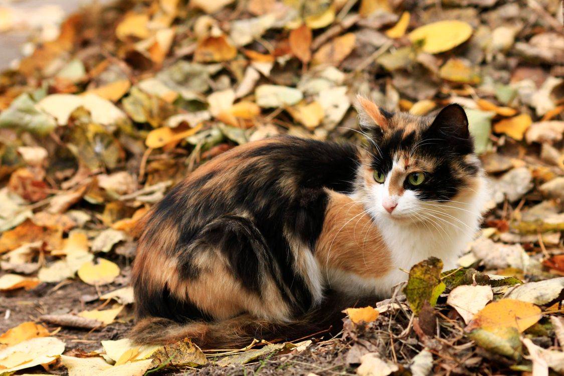 Трехцветная кошка. особенности, приметы и характер трехцветных кошек | животный мир