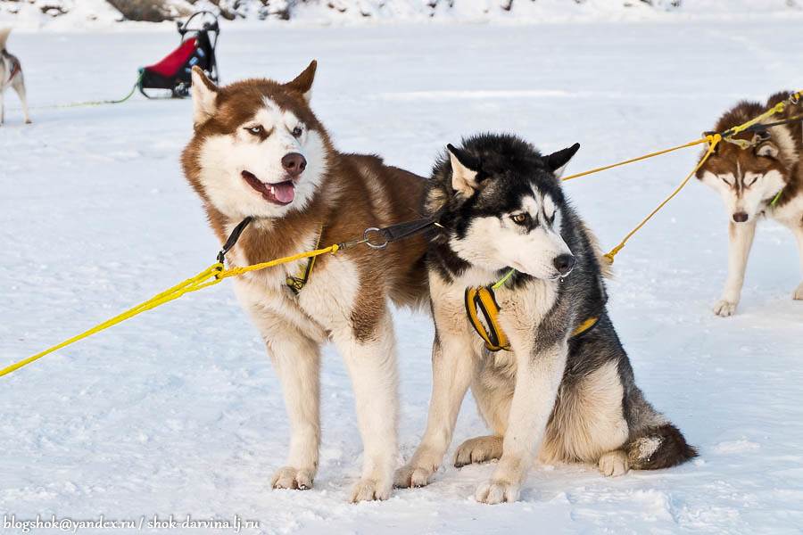 Породы собак для ездового спорта | блог ветклиники "беланта"