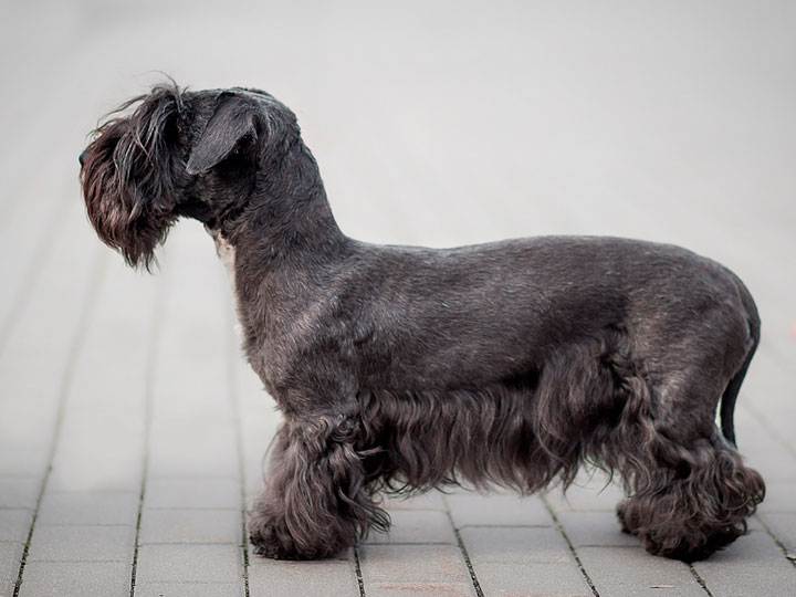 Характеристика породы собак черный терьер, фото и отзывы заводчиков