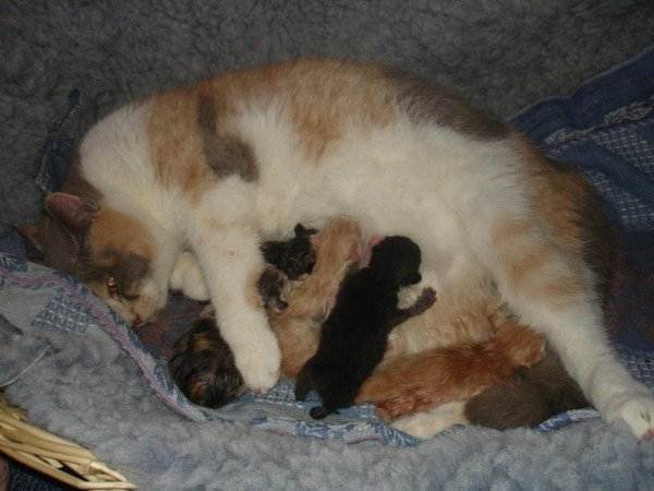 Сколько котят рожает кошка: всё о кошачьей беременности от а до я. ваша кошка «в положении» — сколько может родить молодая кошка