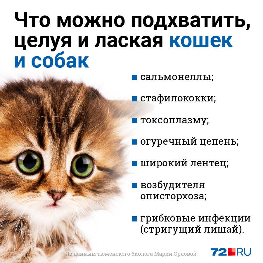 25 доказательств, что ваш кот вас любит (фото)