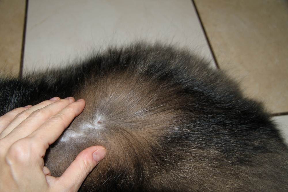 Много ли у вас волос от кошек
