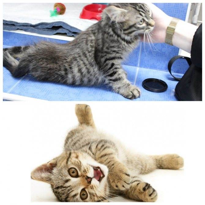 Идиопатический вестибулярный синдром кошек: признаки и лечениеветлечебница рос-вет