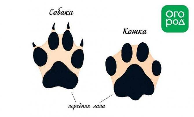 Следы волка и собаки на снегу: сравнение, отличие, фото, как правильно сравнить