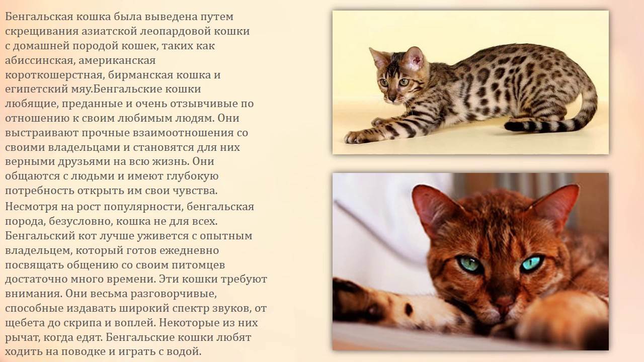 8 пород кошек с леопардовым окрасом | сайт о животных petsfusion.com - клуб любителей домашних животных