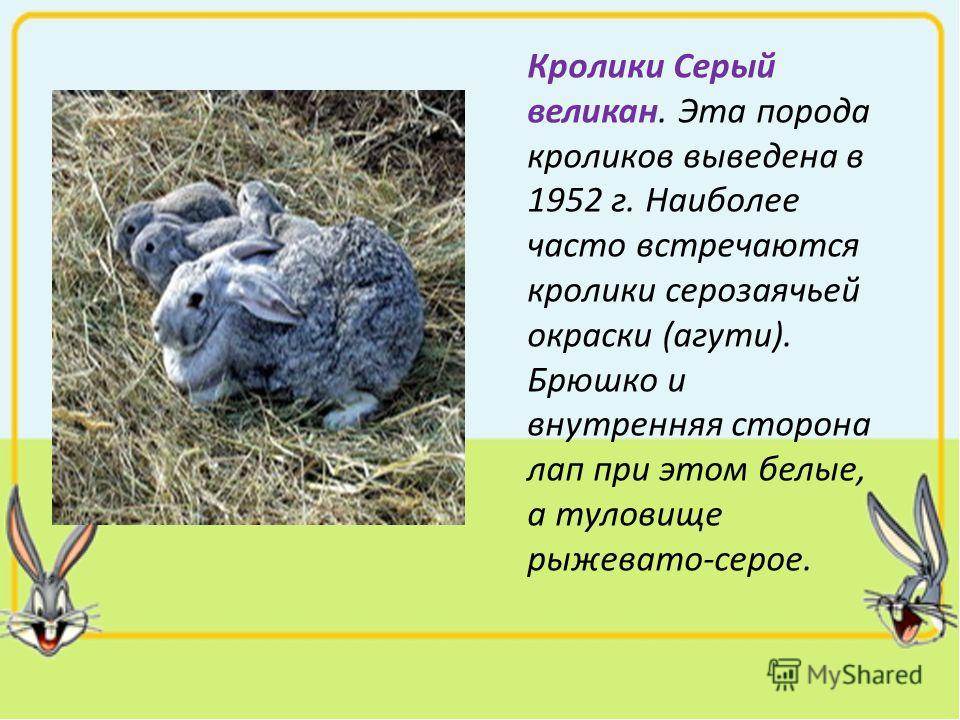 Кролики серый великан: описание породы. разнообразие пород кроликов-великанов :: syl.ru