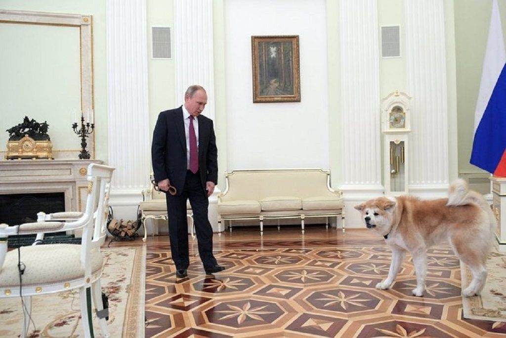 Акита-ину юмэ: собака президента в.в. путина