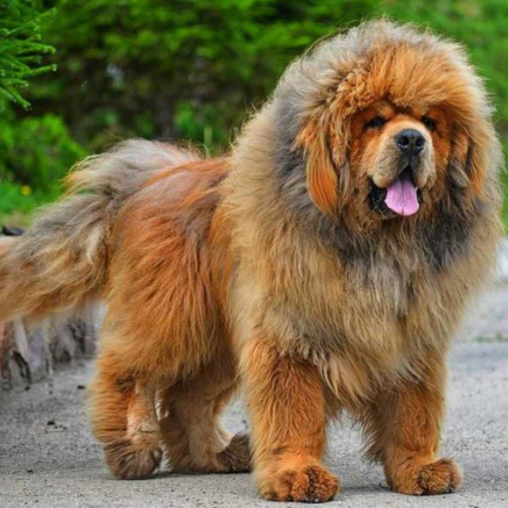 Самые популярные русские породы собак: список и описание пород