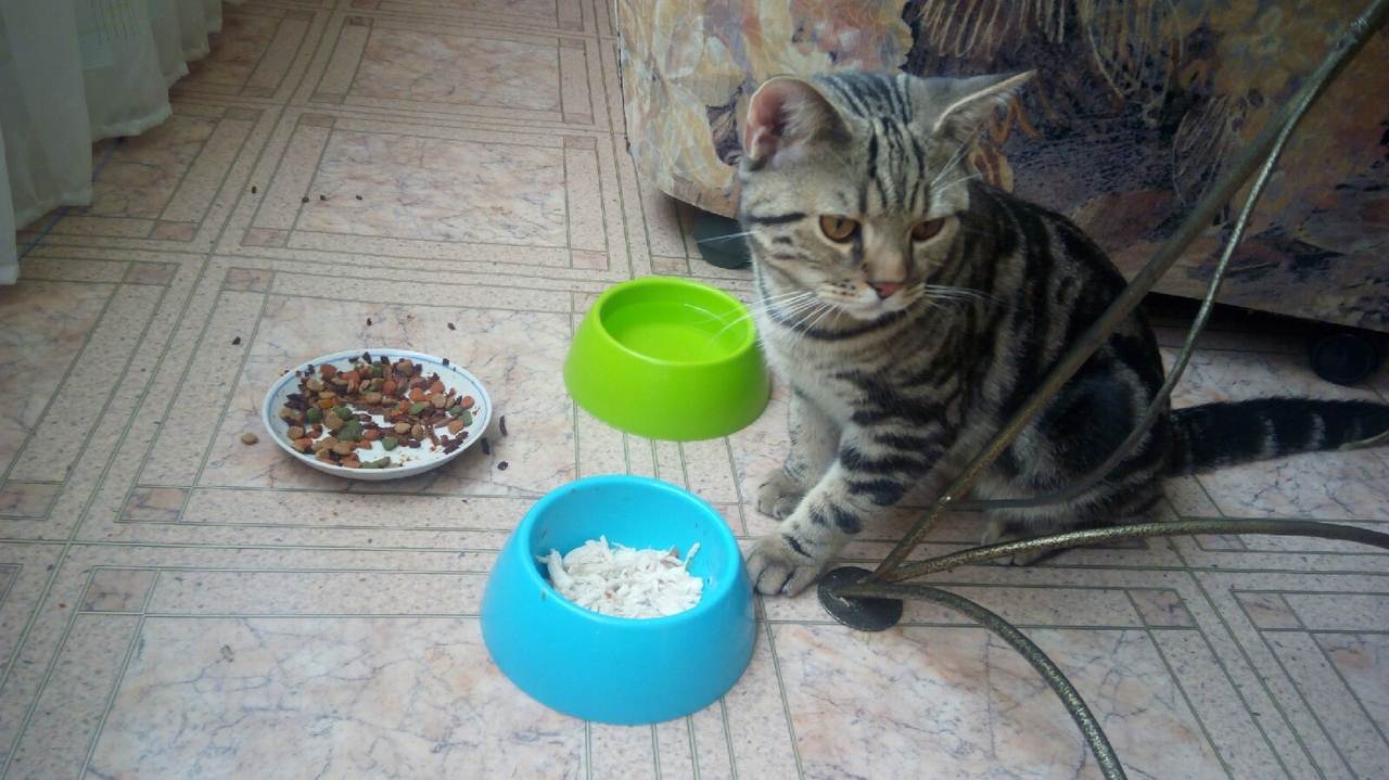 Сколько времени кот или кошка могут прожить без еды и воды