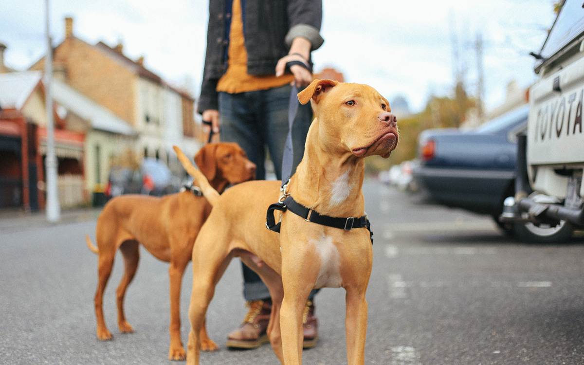 Самые большие в мире собаки: топ-10 самых крупных пород для квартиры и частного дома | сайт о домашних животных