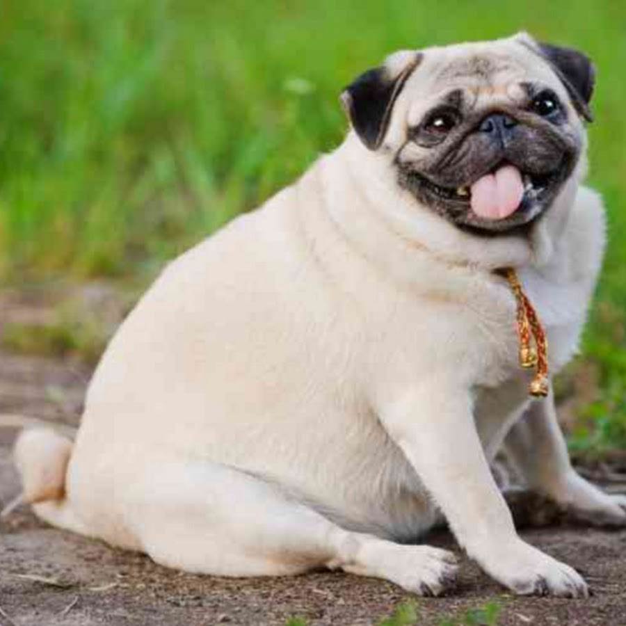Ожирение у собаки: как определить и что делать? (диета + лечение)
