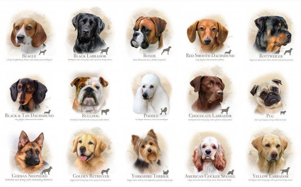 7 популярных пород собак, у которых выпадают глаза
