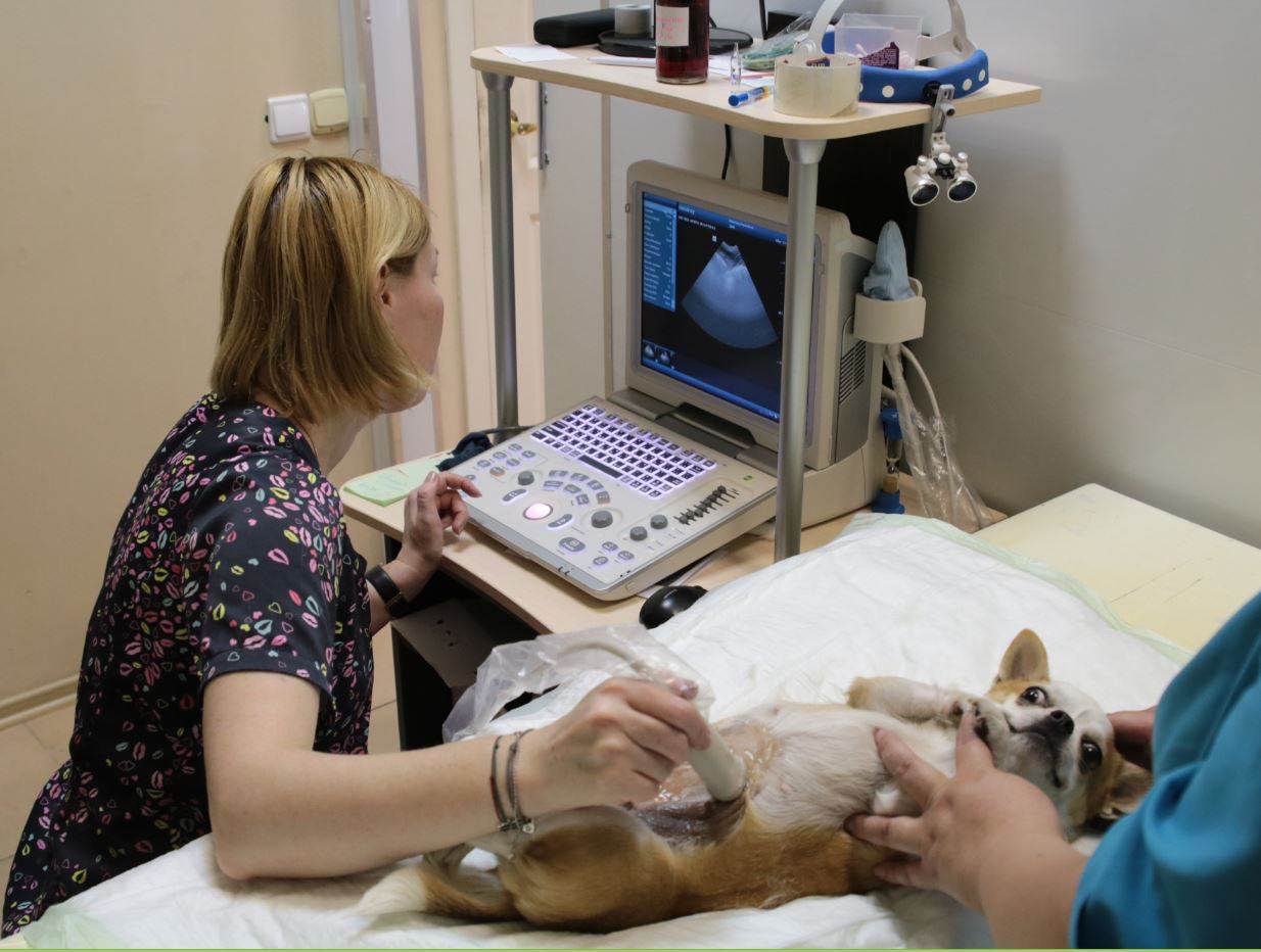 Ультрасонографические различия органов брюшной полости собак и кошек – статья о лечении животных ивц мва