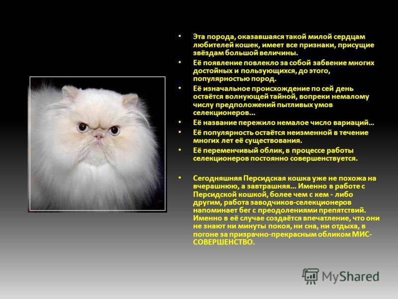 Серебристая шиншилла кошка. описание, особенности, уход и содержание породы | живность.ру