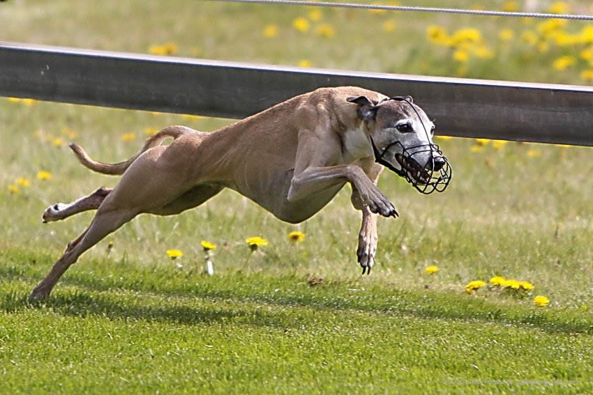 Самая быстрая собака в мире скорость