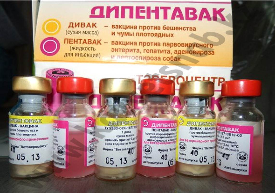 Нобивак паппи: инструкция по применению и схема вакцинации, противопоказания, стоимость и аналоги - kotiko.ru