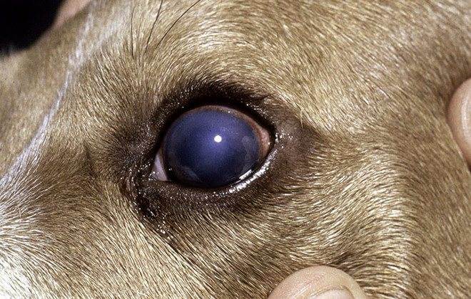Болезни собак по симптомам: признаки, список самых распространенных и смертельных