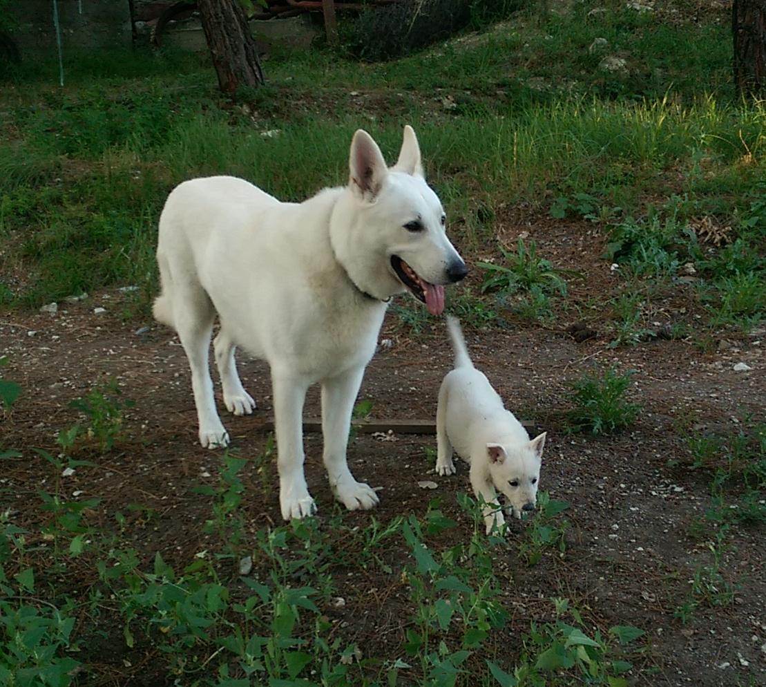 Характеристика внешности и поведения собак породы белых швейцарских овчарок