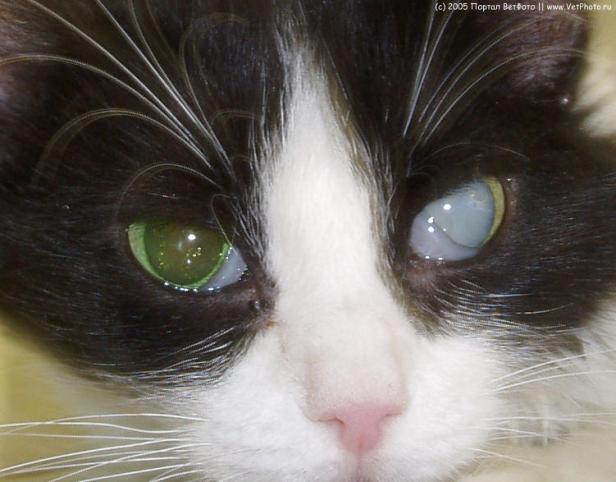Катаракта у кошек — причины, симптомы, лечение и профилактика заболевания