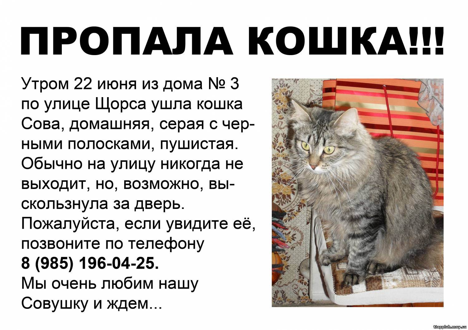 Как найти кошку, которая спряталась: 11 шагов