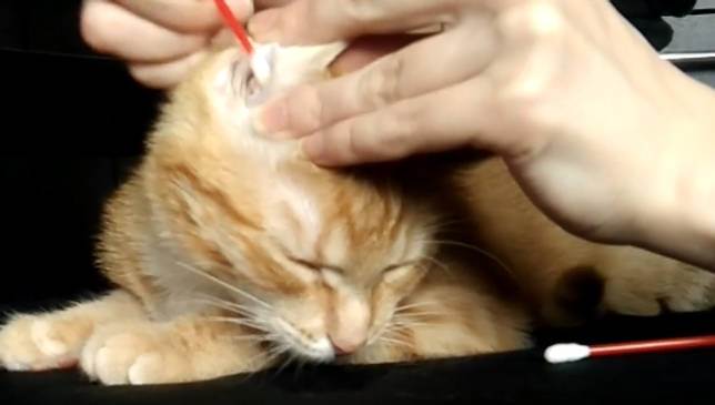 Как почистить уши кошке: приспособления и средства, алгоритм действий, частота проведения процедуры