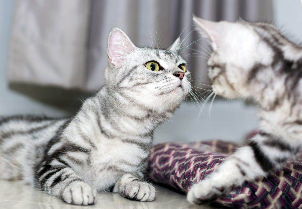 Порода американская короткошерстная кошка: характеристики, фото, характер, правила ухода и содержания - petstory