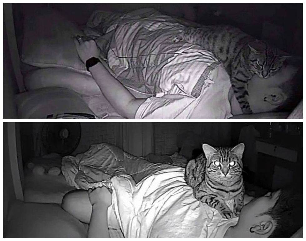 Как заставить кошку спать рядом с вами: 11 шагов