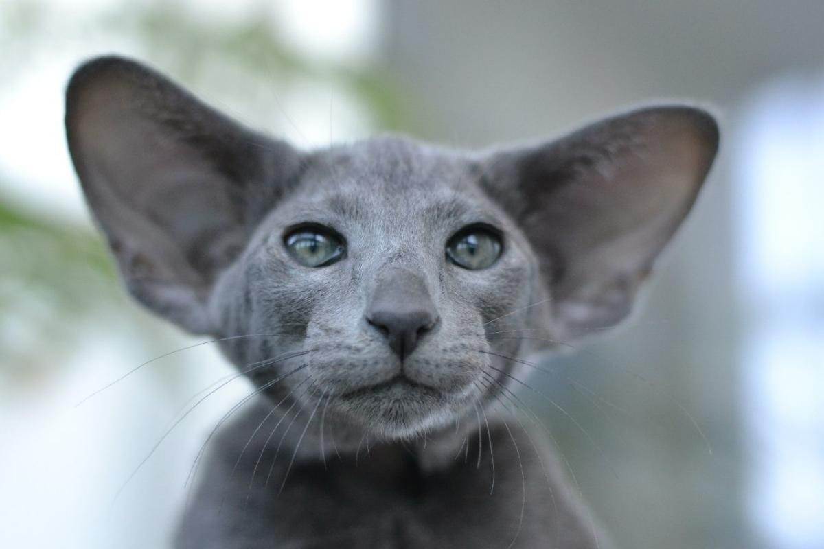 Породы кошек с большими ушами: 12 лучших представителей с фото | ваши питомцы