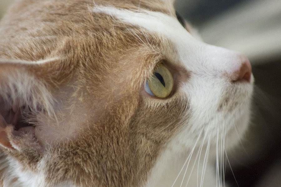 Стригущий лишай у кошек: 95 фото заболевания и эффективные способы избавления от болезни