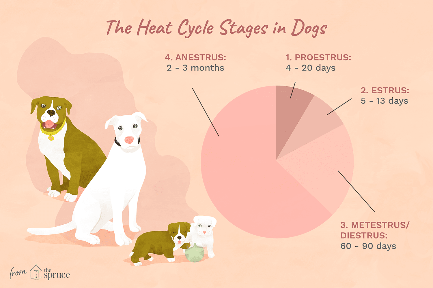 Как понять, что у собаки течка: этапы цикла, признаки, советы владельцам