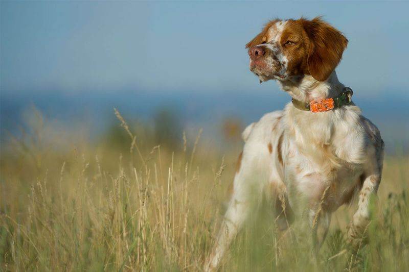 Порода собак бретонский эпаньоль и ее характеристики с фото