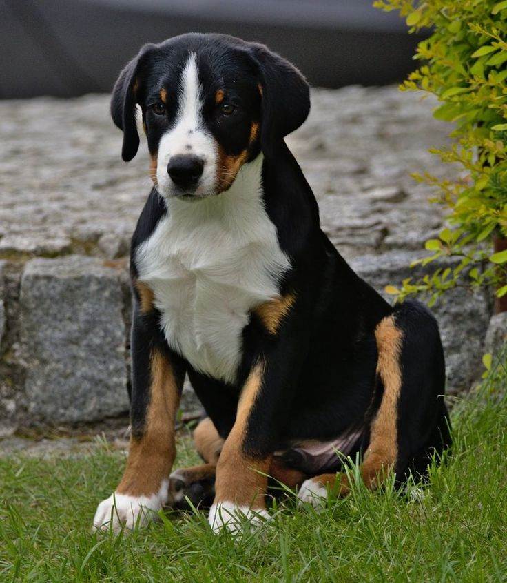 Аппенцеллер зенненхунд: характеристики породы собаки, фото, характер, правила ухода и содержания - petstory