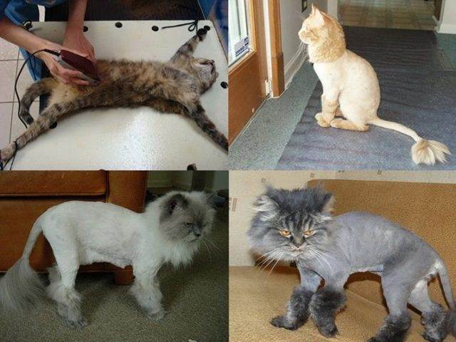 Правильно подстригаем кота в домашних условиях, если он не даётся: используем машинку