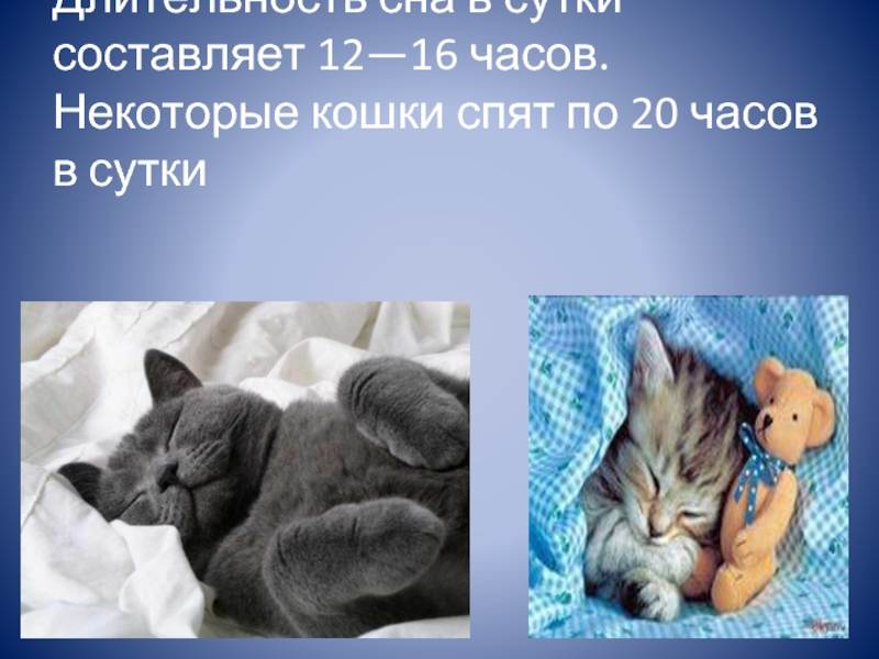 Почему кошка много спит: это норма или отклонение? сколько должна спать кошка в день, поводы для беспокойства, показатели для котят и взрослых животных