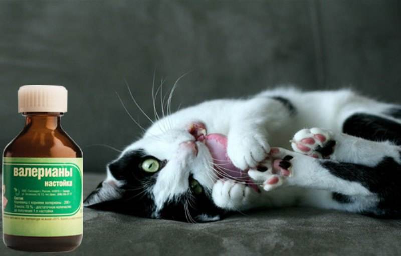 Почему коты и кошки любят валерьянку: как она действует на организм животного, что будет, если дать препарат, в чем польза и вред, отзывы