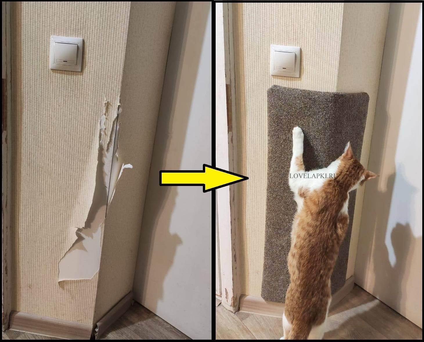 Как отучить кота драть обои и мебель?